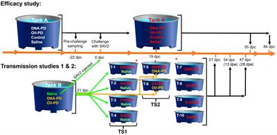 Effect of pancreas disease vaccines on infection levels and virus transmission in Atlantic salmon (Salmo salar) challenged with salmonid alphavirus, genotype 2